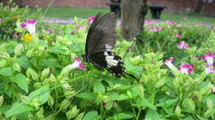 Papilio nephelus chaonulus