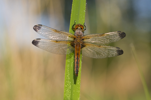 Scarce Chaser, Scheerwolde, Nederland, photo 8 of 10