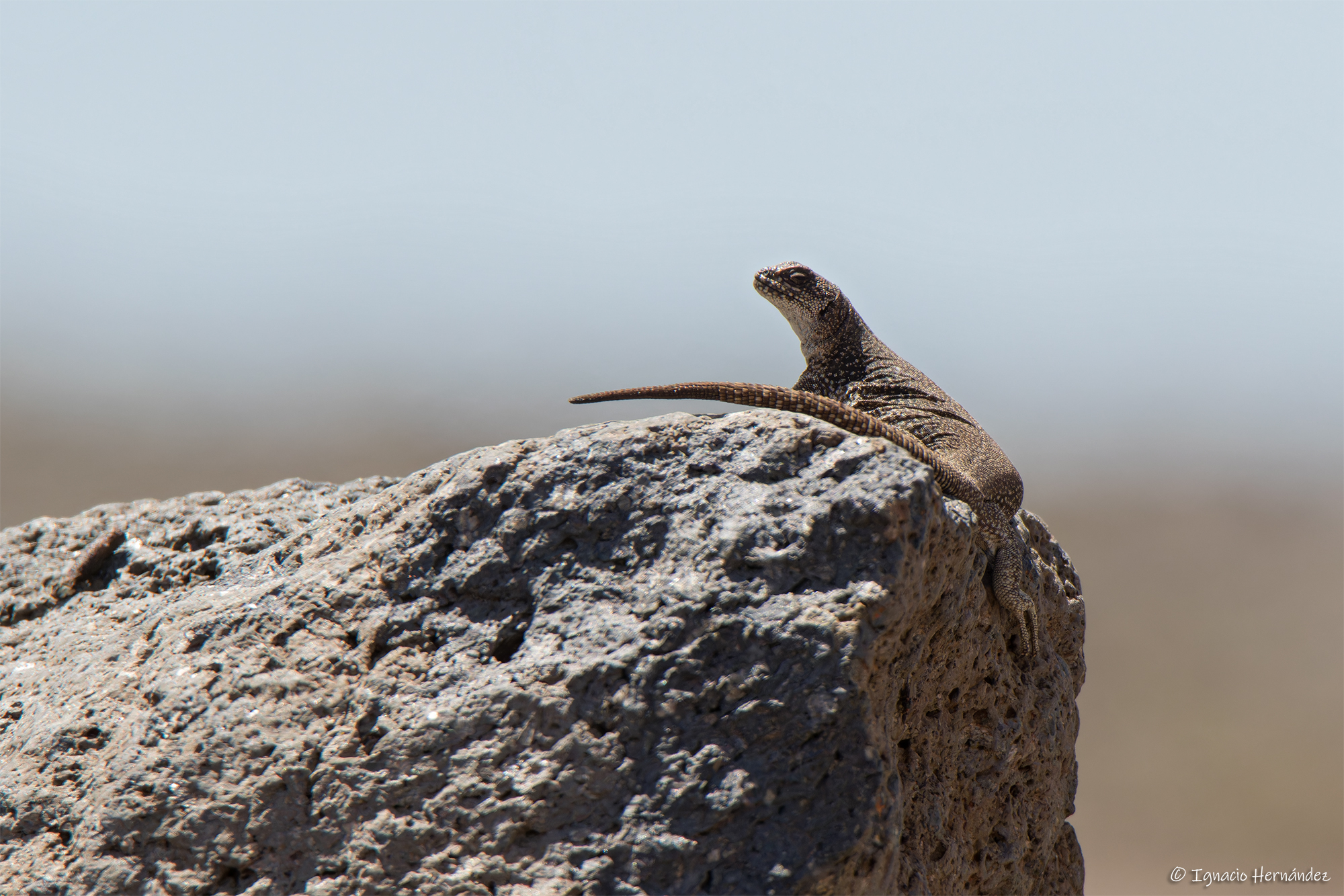 Auca Mahuida Volcano Chuckwalla photo 8