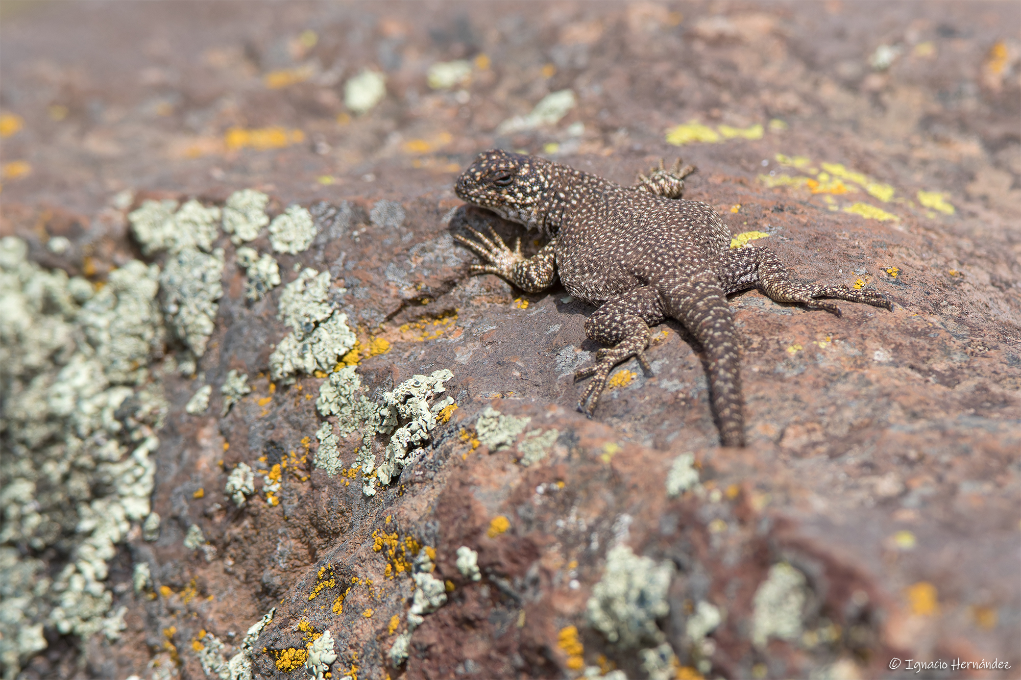 Auca Mahuida Volcano Chuckwalla photo 7