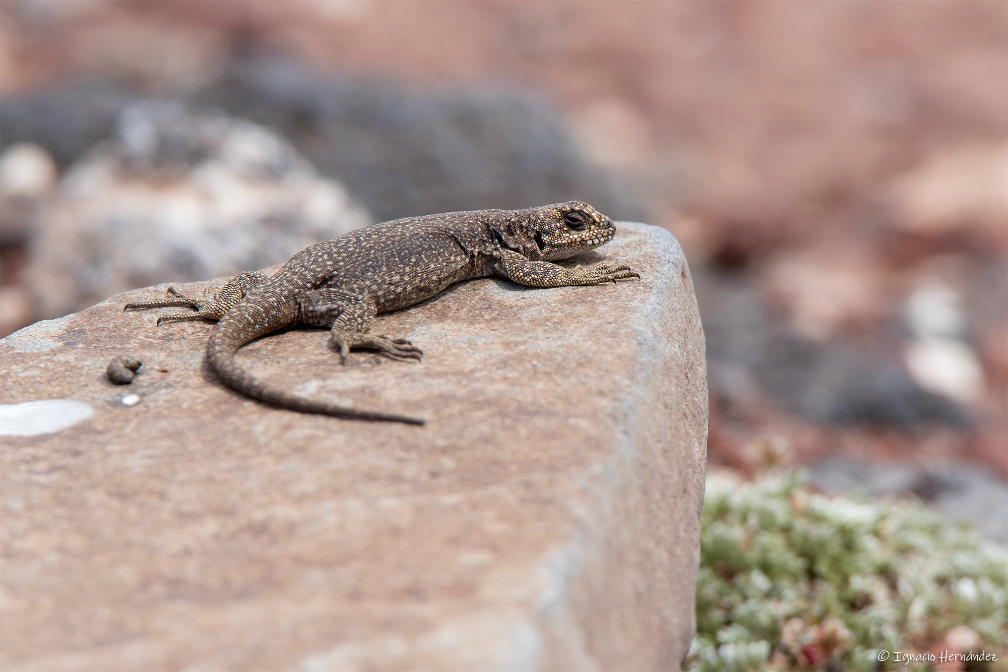 Auca Mahuida Volcano Chuckwalla photo 6