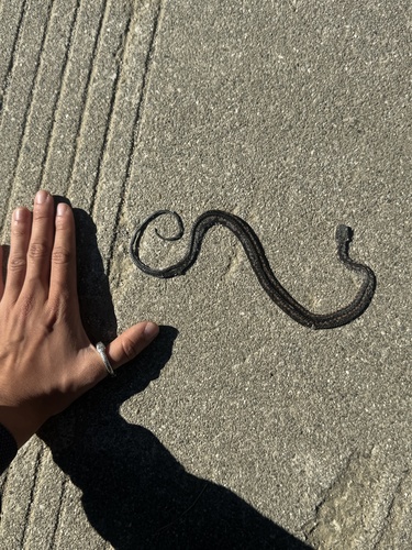 Hebius nigriventer