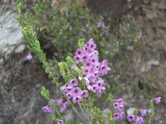 Erica newdigatei