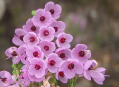 Erica newdigatei