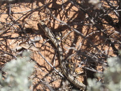 Masticophis taeniatus taeniatus