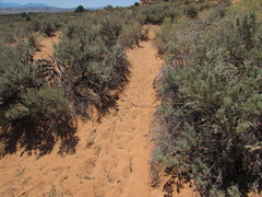 Masticophis taeniatus taeniatus