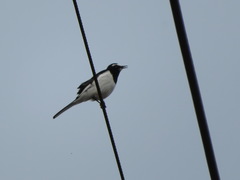 Motacilla grandis