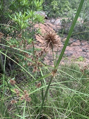 Mariscus solidus image