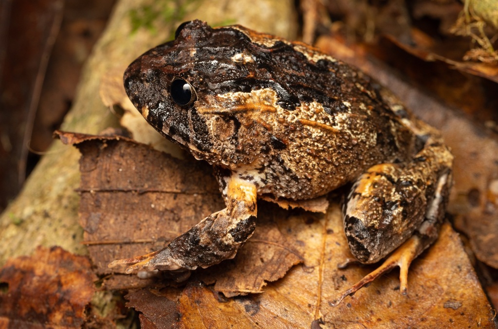 Nauta Robber Frog