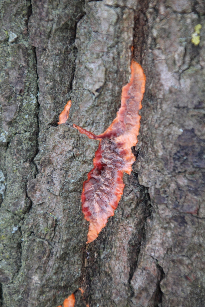 Phlebia radiata · December 2025 · photo: © erwinsieben (iNaturalist, cc0)
