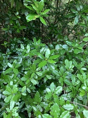 Vitellariopsis marginata