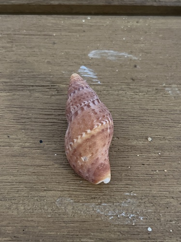Pisania pusio, 2025-12-27