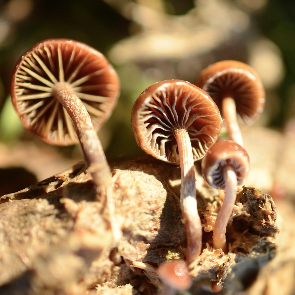 Deconica coprophila · December 2025 · photo: © cryptomarasmius (iNaturalist, cc-by)