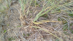 Panicum racemosum