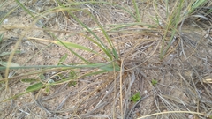 Panicum racemosum