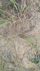 Panicum racemosum