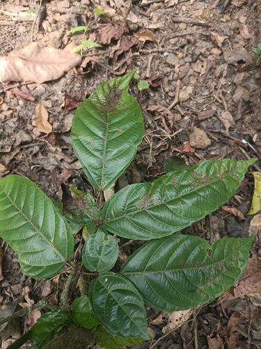 Banchalita (Leea asiatica)