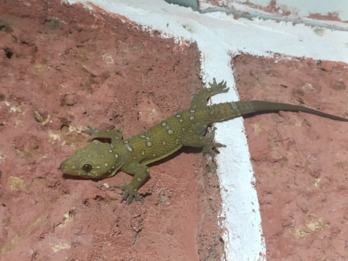 Bombay Leaf-toed Gecko