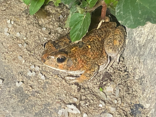 Eastern Flat-backed Toad