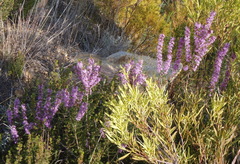 Agathosma pungens
