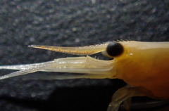 Caridina