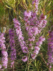 Agathosma pungens