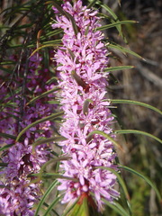 Agathosma pungens