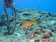 Plectorhinchus gaterinus