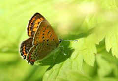Lycaena helle
