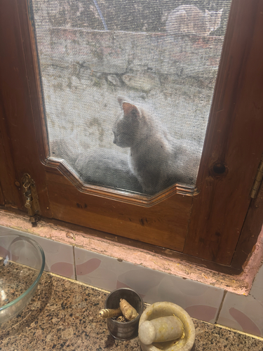 Domestic Cat