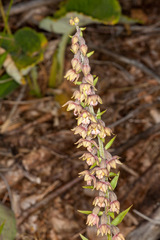 Epipactis atrorubens