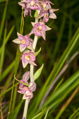 Epipactis atrorubens