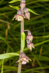 Epipactis atrorubens