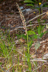 Epipactis atrorubens