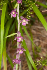 Epipactis atrorubens