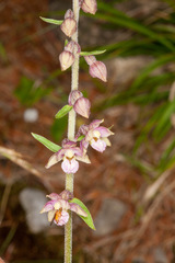 Epipactis atrorubens