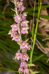 Epipactis atrorubens