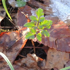 Sceptridium oneidense