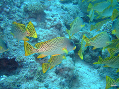 Plectorhinchus gaterinus