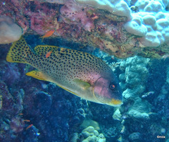 Plectorhinchus gaterinus