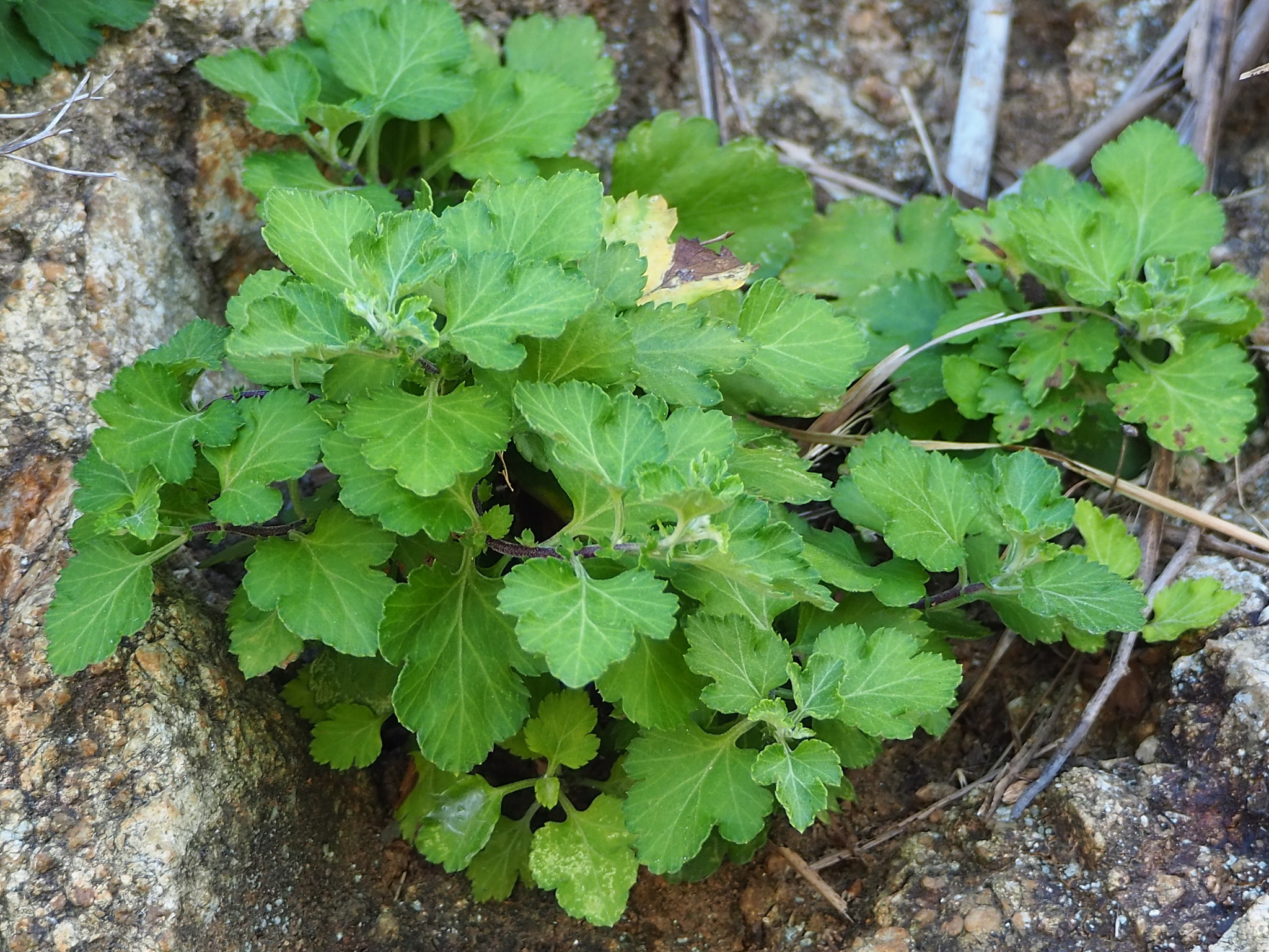 Indian Chrysanthemum (Chrysanthemum indicum)