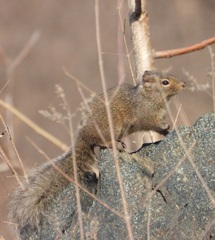 Sciurotamias davidianus