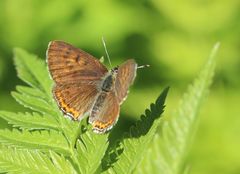 Lycaena helle