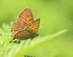 Lycaena helle