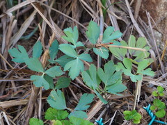 Peucedanum japonicum, photograph author not stated, no rights reserved
