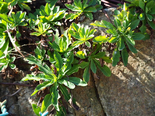 Crepidiastrum lanceolatum, photograph 4