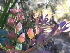 Phyllocladus hypophyllus, photograph (c) vrxz, some rights reserved (CC BY-SA)