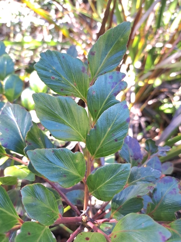 Phyllocladus hypophyllus, photograph 6
