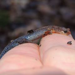Plethodon dorsalis