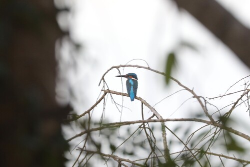 Common Kingfisher